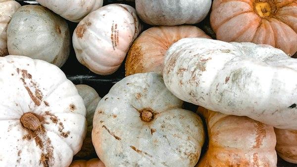 Tas de courges et de potirons de différentes couleurs